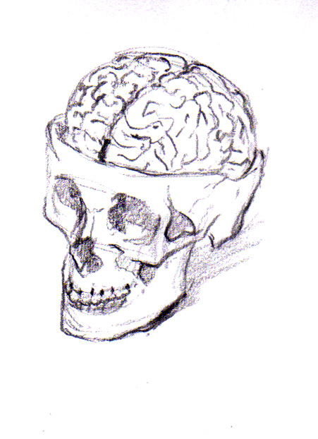 Image result for sketch of brain